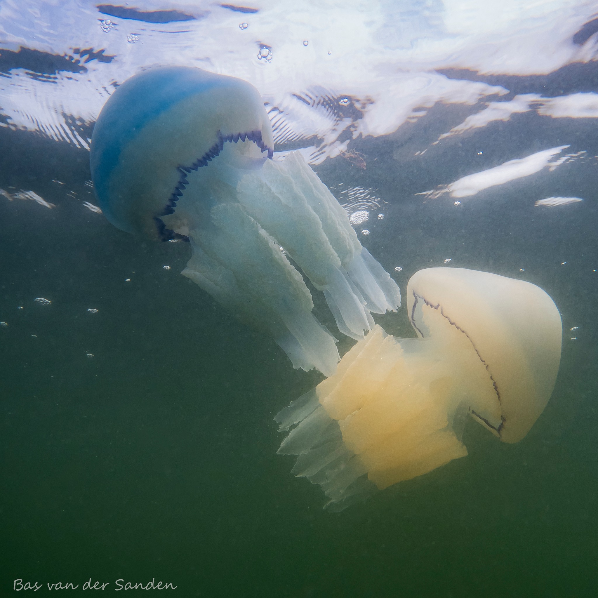 Foto Bas van der Sanden